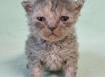 Tica selkirk Rex kittens - Selkirk Rex Kitten For Sale - Woodburn&comma; IN&comma; US