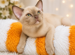 Hammer - Burmese Kitten For Sale - Miami&comma; FL&comma; US