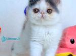 Yasia - Exotic Kitten For Sale - Pembroke Pines&comma; FL&comma; US