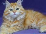 Frisco - Siberian Kitten For Sale - Pembroke Pines&comma; FL&comma; US