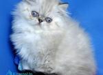 Paola - Persian Kitten For Sale - Pembroke Pines&comma; FL&comma; US