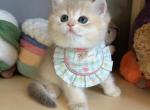FiFi - British Shorthair Kitten For Sale - Fontana&comma; CA&comma; US