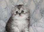 Austin - Persian Kitten For Sale - 