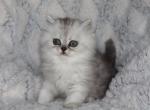 Asher - Persian Kitten For Sale - 