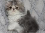 Cory - Persian Kitten For Sale - 