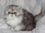 Axel - Persian Kitten For Sale - Enola&comma; PA&comma; US