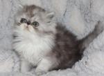 Axel - Persian Kitten For Sale - Enola&comma; PA&comma; US