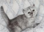 Ashley - Exotic Kitten For Sale - Enola&comma; PA&comma; US
