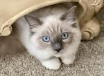 Cuddles - Ragdoll Kitten For Sale - Los Gatos&comma; CA&comma; US