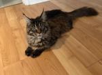 Gretta - Maine Coon Cat For Sale - Jacksonville&comma; FL&comma; US