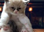 Noname 27 - Ragdoll Kitten For Sale - 
