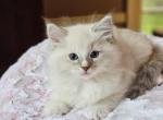 Blue mitted lynx - Ragdoll Kitten For Sale - 
