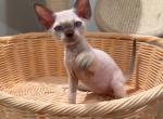 Hope - Devon Rex Kitten For Sale - Queens&comma; NY&comma; US