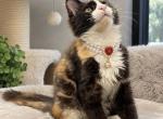 Princess - Maine Coon Kitten For Sale - Hollywood&comma; FL&comma; US