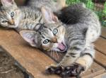 Cupcake - Munchkin Kitten For Sale - Chase City&comma; VA&comma; US
