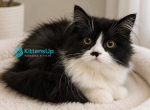 Chanel - Scottish Straight Kitten For Sale - Miami&comma; FL&comma; US