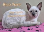 CFA registered Siamese - Siamese Kitten For Sale - Wilmington&comma; DE&comma; US