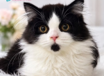 Coco - Scottish Straight Kitten For Sale - Miami&comma; FL&comma; US