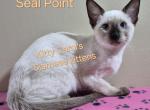 CFA registered Siamese - Siamese Kitten For Sale - Wilmington&comma; DE&comma; US