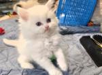 White blue eyes Persian - Persian Kitten For Sale - 