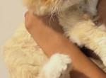 Odette - Persian Kitten For Adoption - Phoenix&comma; AZ&comma; US