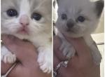 Kats Ravishing Ragdolls 2 kittens - Ragdoll Kitten For Sale - 