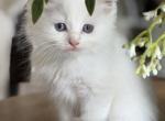 Lilac Bicolor Boy - Ragdoll Kitten For Sale - Lock Haven&comma; PA&comma; US