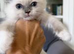 TICA Blue Mitted Girl - Ragdoll Kitten For Sale - Lock Haven&comma; PA&comma; US
