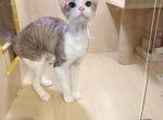 Mimi - Devon Rex Kitten For Sale - Queens&comma; NY&comma; US