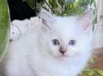 TICA Blue Mitted Male Yellow Collar - Ragdoll Kitten For Sale - Lock Haven&comma; PA&comma; US