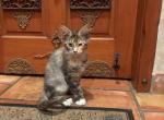 Becky - Maine Coon Kitten For Sale - Van Nuys&comma; CA&comma; US