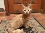 Bart - Maine Coon Kitten For Sale - Van Nuys&comma; CA&comma; US