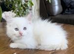 TICA White Male - Ragdoll Kitten For Sale - Lock Haven&comma; PA&comma; US