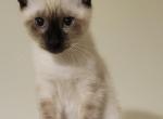 Evie - Siamese Kitten For Sale - Oh City&comma; OH&comma; US
