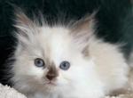 TICA Chocolate Mitted Girl - Ragdoll Kitten For Sale - Lock Haven&comma; PA&comma; US