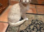 champ - Maine Coon Kitten For Sale - Van Nuys&comma; CA&comma; US