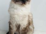 Charlotte TICA Registered Ragdoll - Ragdoll Cat For Sale/Retired Breeding - Lock Haven&comma; PA&comma; US
