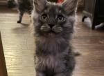 Smoke grey polydactyl female - Maine Coon Kitten For Sale - Chapel Hill&comma; NC&comma; US