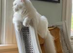 Bonnie TICA Registered Ragdoll - Ragdoll Cat For Sale/Retired Breeding - Lock Haven&comma; PA&comma; US