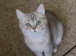 Bee - British Shorthair Kitten For Sale - Johns Creek&comma; GA&comma; US