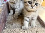 Chonkies - Scottish Fold Kitten For Sale - Sacramento&comma; CA&comma; US
