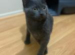 Folded - Scottish Fold Cat For Sale - Ozone Park&comma; NY&comma; US