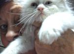 Noname28 - Ragdoll Kitten For Sale - Niles&comma; OH&comma; US