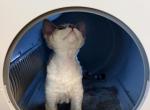 Coca Cola - Devon Rex Kitten For Sale - Newark&comma; CA&comma; US