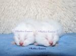 Russian White Kittens - Russian Blue Kitten For Sale - Springfield&comma; OH&comma; US