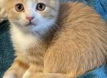Love - Scottish Fold Kitten For Sale - Springdale&comma; AR&comma; US