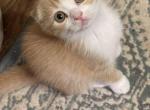 Love Scottish Fold - Scottish Fold Kitten For Sale - Springdale&comma; AR&comma; US