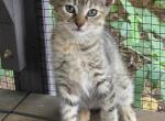 Drake - Munchkin Kitten For Sale - Chase City&comma; VA&comma; US