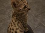 F7 Savannah Kittens Make an Offer - Savannah Kitten For Sale - MI&comma; US