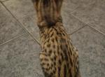 F7 Savannah Kittens Old Enough for New Homes - Savannah Kitten For Sale - MI&comma; US
